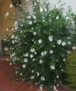 Fast Growing Trees See All Flowering Trees Red Heart Rose Of Sharon Althea Shrub