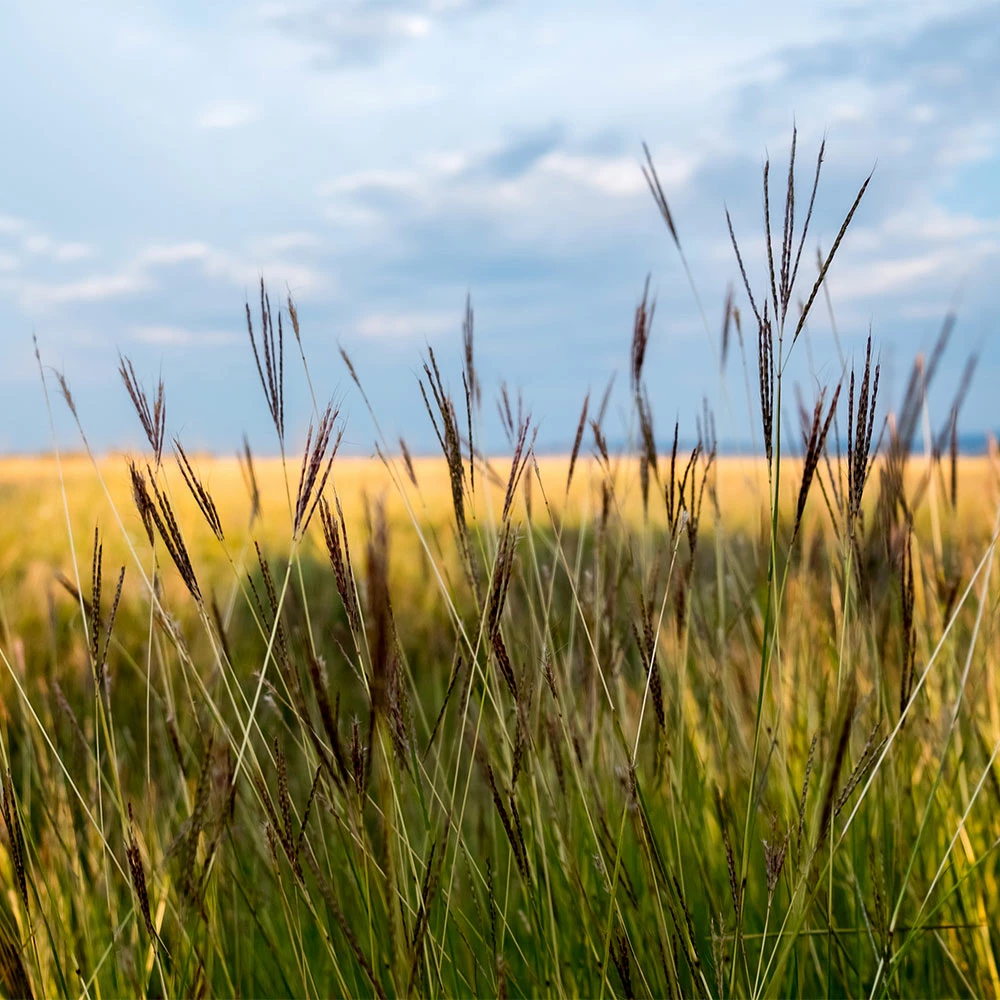 Fast Growing Trees Red October Big Bluestem Grass Ornamental Grasses 5 Fast Growing Trees Red October Big Bluestem Grass Ornamental Grasses