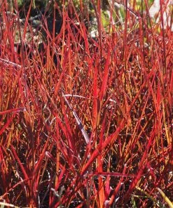 Fast Growing Trees Red October Big Bluestem Grass Ornamental Grasses