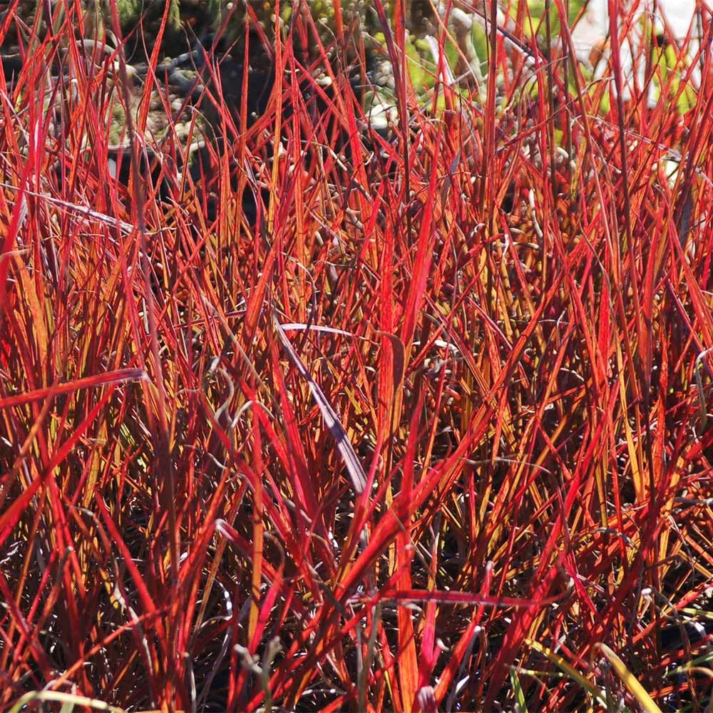 Fast Growing Trees Red October Big Bluestem Grass Ornamental Grasses 4 Fast Growing Trees Red October Big Bluestem Grass Ornamental Grasses