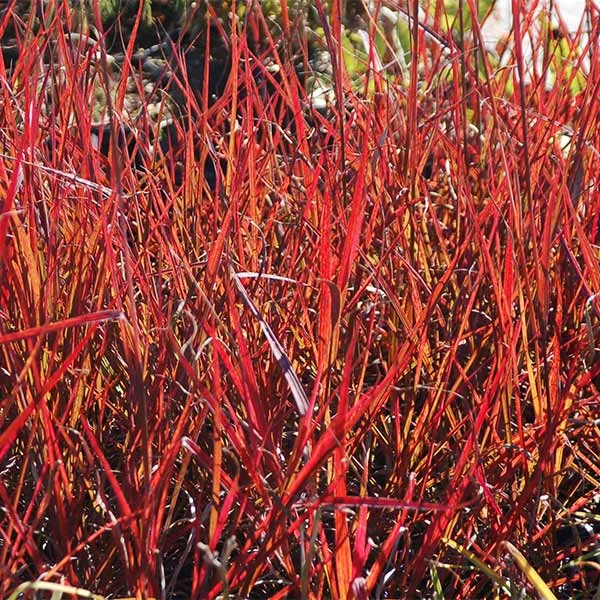 Fast Growing Trees Red October Big Bluestem Grass Ornamental Grasses 3 Fast Growing Trees Red October Big Bluestem Grass Ornamental Grasses