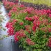 Fast Growing Trees Petite Red Imp™ Crape Myrtle Tree Crape Myrtles
