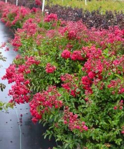 Fast Growing Trees Petite Red Imp™ Crape Myrtle Tree Crape Myrtles