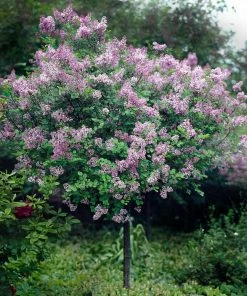Fast Growing Trees Red Pixie Lilac Tree Lilac Trees