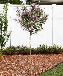 Fast Growing Trees Red Pixie Lilac Tree Lilac Trees