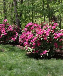 Fast Growing Trees Rhododendrons Red Rhododendron Shrub