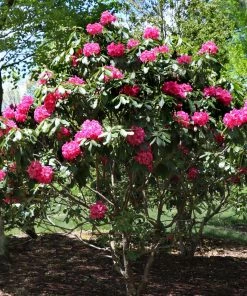 Fast Growing Trees Rhododendrons Red Rhododendron Shrub