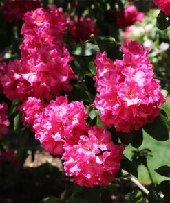 Fast Growing Trees Rhododendrons Red Rhododendron Shrub