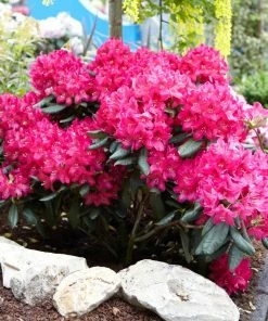 Fast Growing Trees Rhododendrons Red Rhododendron Shrub