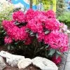 Fast Growing Trees Rhododendrons Red Rhododendron Shrub