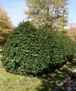 Fast Growing Trees Robin™ Red Holly Tree 10 Fast Growing Trees Robin™ Red Holly Tree