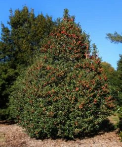 Fast Growing Trees Robin™ Red Holly Tree 9 Fast Growing Trees Robin™ Red Holly Tree