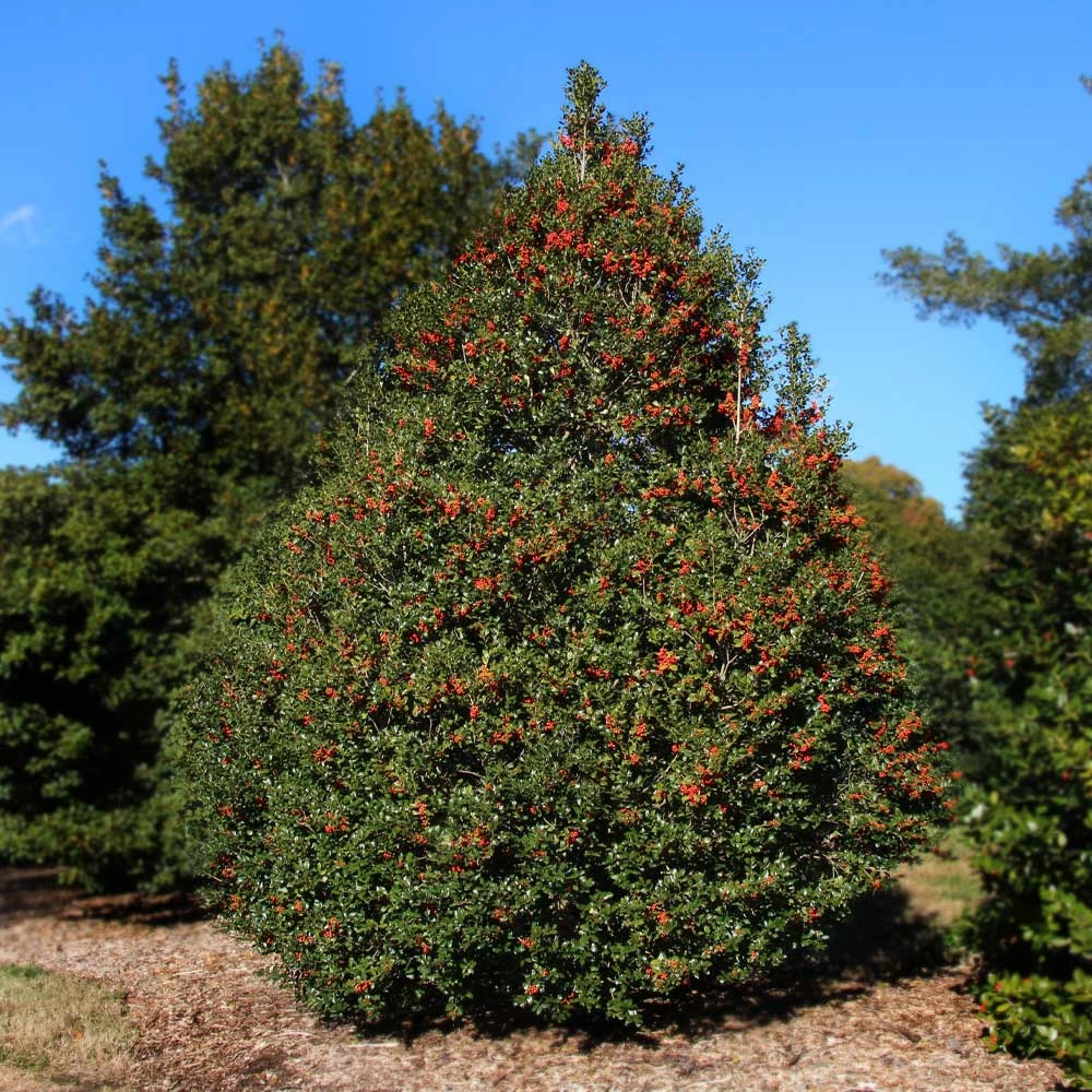Fast Growing Trees Robin™ Red Holly Tree 5 Fast Growing Trees Robin™ Red Holly Tree
