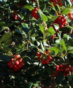 Fast Growing Trees Robin™ Red Holly Tree 11 Fast Growing Trees Robin™ Red Holly Tree