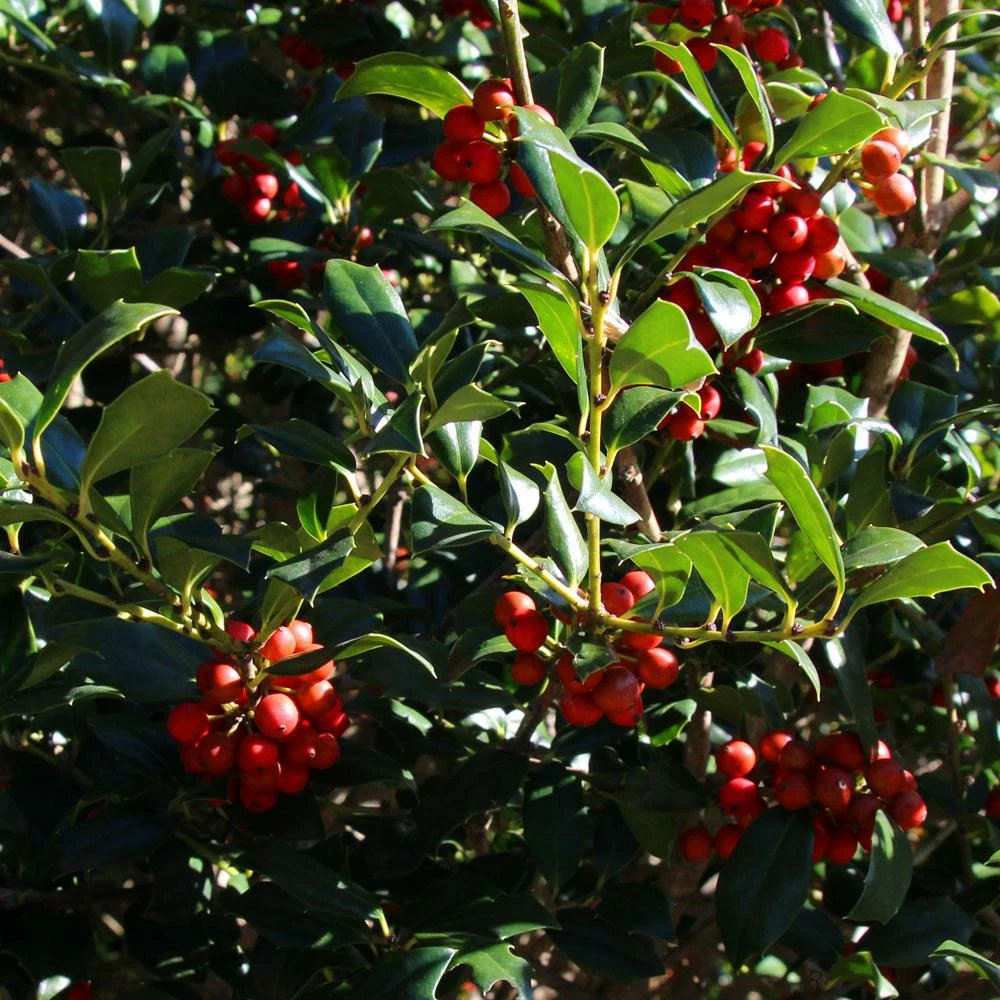 Fast Growing Trees Robin™ Red Holly Tree 7 Fast Growing Trees Robin™ Red Holly Tree