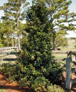 Fast Growing Trees Robin™ Red Holly Tree