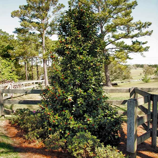 Fast Growing Trees Robin™ Red Holly Tree 3 Fast Growing Trees Robin™ Red Holly Tree