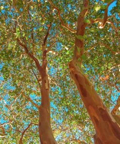 Fast Growing Trees Red Rocket Crape Myrtle Crape Myrtles