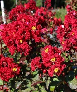 Fast Growing Trees Red Rocket Crape Myrtle Crape Myrtles