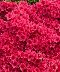 Fast Growing Trees Azalea Shrubs Red Ruffles Azalea Shrub