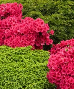 Fast Growing Trees Azalea Shrubs Red Ruffles Azalea Shrub