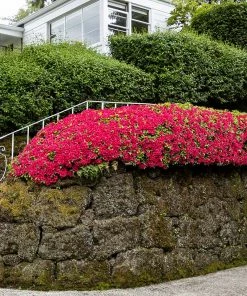 Fast Growing Trees Azalea Shrubs Red Ruffles Azalea Shrub