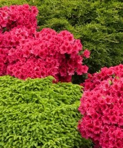 Fast Growing Trees Azalea Shrubs Red Ruffles Azalea Shrub