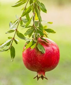 Fast Growing Trees Cold Hardy Red Pomegranate - USDA Organic See All Fruit Trees