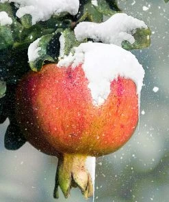 Fast Growing Trees Cold Hardy Red Pomegranate - USDA Organic See All Fruit Trees