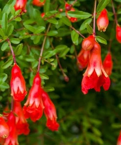 Fast Growing Trees Cold-Hardy Red Pomegranate