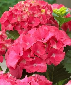 Fast Growing Trees Red Sensation Hydrangea