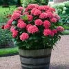 Fast Growing Trees Red Sensation Hydrangea