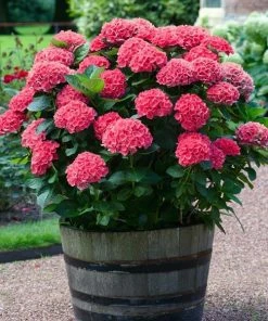 Fast Growing Trees Red Sensation Hydrangea