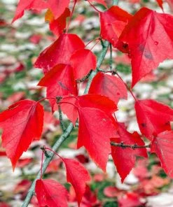 Fast Growing Trees Red Sunset® Maple Tree