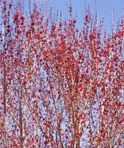 Fast Growing Trees Red Sunset® Maple Tree
