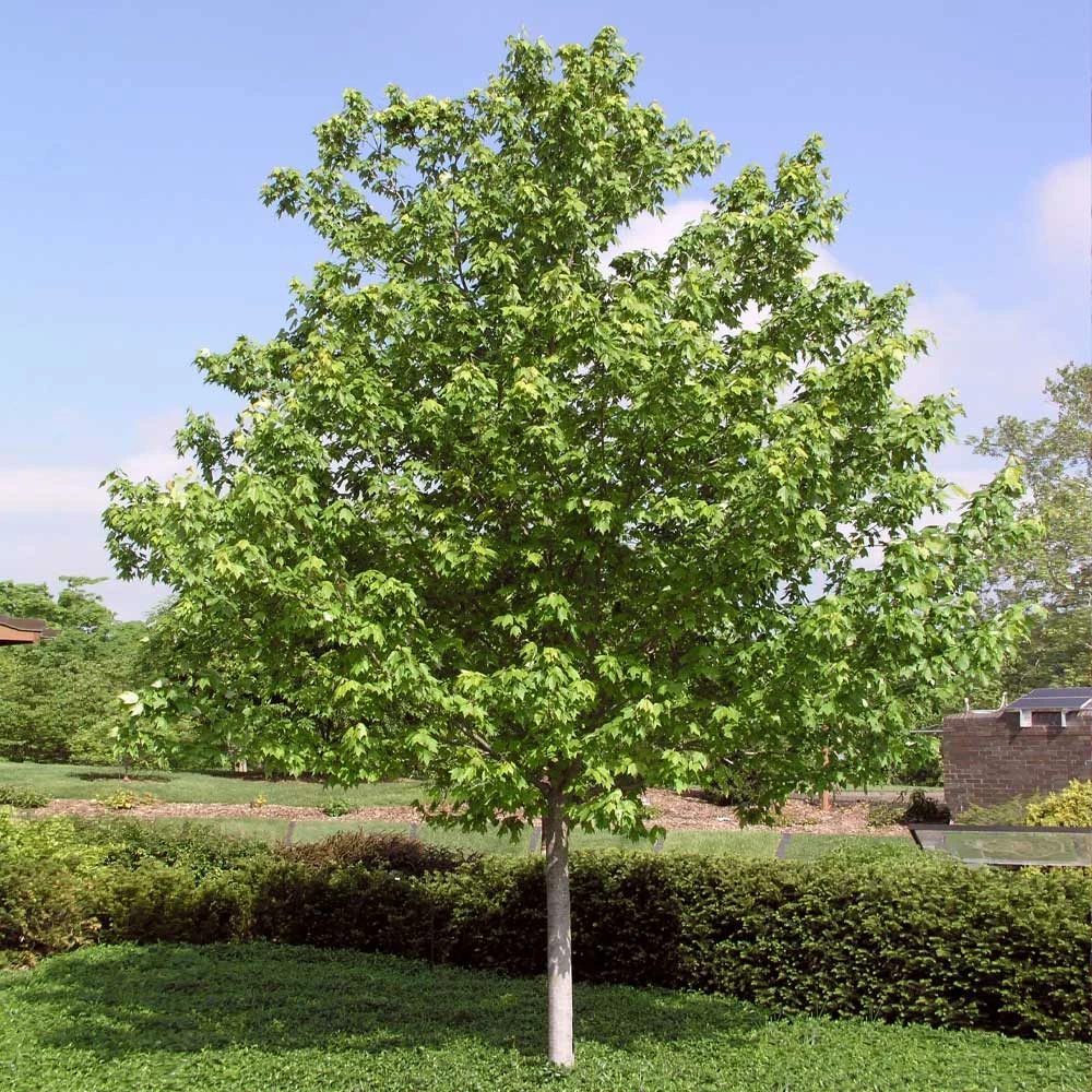 Fast Growing Trees Red Sunset® Maple Tree Maple Trees 7 Fast Growing Trees Red Sunset® Maple Tree Maple Trees