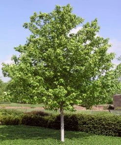 Fast Growing Trees Red Sunset® Maple Tree