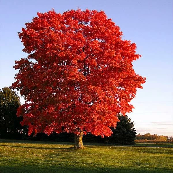 Fast Growing Trees Red Sunset® Maple Tree Maple Trees 3 Fast Growing Trees Red Sunset® Maple Tree Maple Trees