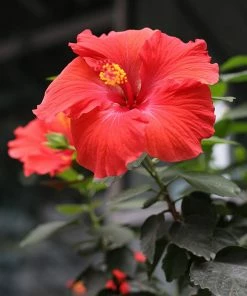 Fast Growing Trees Red Tropical Hibiscus Tree