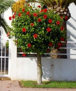 Fast Growing Trees Red Tropical Hibiscus Tree