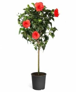 Fast Growing Trees Red Tropical Hibiscus Tree