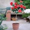 Fast Growing Trees Red Tropical Hibiscus Tree