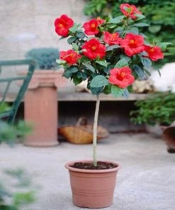 Fast Growing Trees Red Tropical Hibiscus Tree