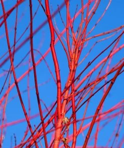 Fast Growing Trees Red Twig Dogwood Shrub Dogwood Trees