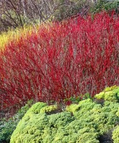Fast Growing Trees Red Twig Dogwood Shrub Dogwood Trees
