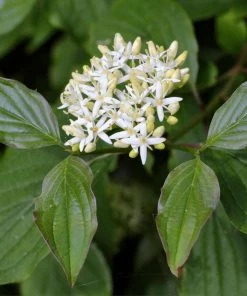 Fast Growing Trees Red Twig Dogwood Shrub Dogwood Trees