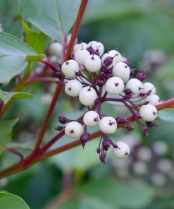 Fast Growing Trees Red Twig Dogwood Shrub Dogwood Trees