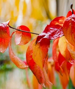 Fast Growing Trees Red Twig Dogwood Shrub Dogwood Trees