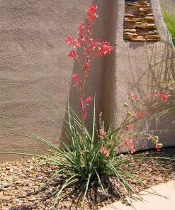 Fast Growing Trees Red Yucca Plant Air Purifying House Plants