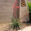 Fast Growing Trees Red Yucca Plant Air Purifying House Plants